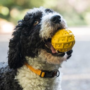 FREEDOG Teak Ball Snack Rubber Speelgoed 8cm GEEL