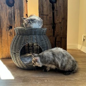 Cat Essentials Rotan Gevlochten kattenbed met dubbele slaapplek