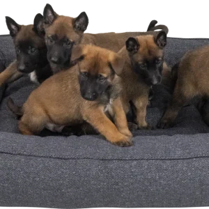 Jack and Vanilla - Hampton Boxbed (orthopedisch, wasbaar, nano)