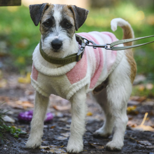 Freedog – Trui VIBORG Pink