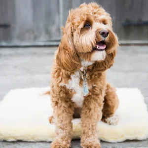 HuggleHounds - Fleece mat